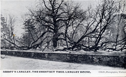 abbots-langley-chestnut-tree