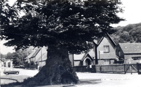 aldbury-old-elm-frith