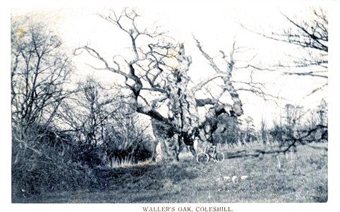 coleshill-wallers-oak