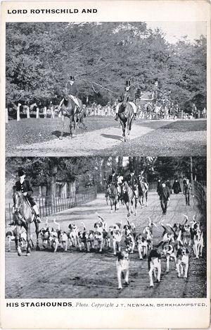 Lord Rothschild's Staghounds by Newman of Berkhamstead