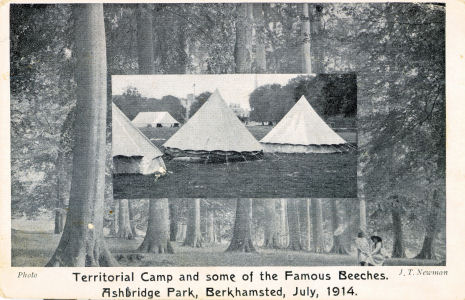 Territorial Force, Army Camp, Ashridge Park, Herts, 1914, ww1, beech trees