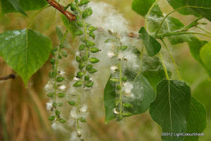 Black Poplar Seed Heads