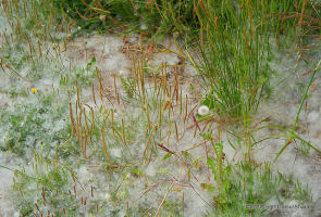 Black Poplar fluff carpeting the ground