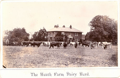 Heath Farm Dairy, Sandridge, with cattle