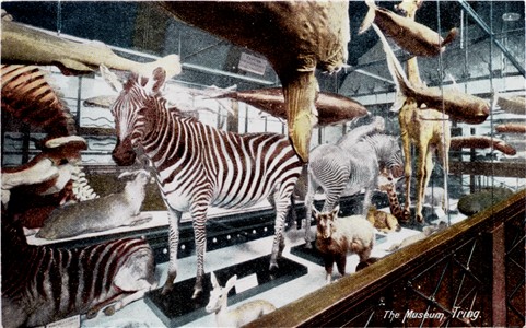 tring-museum-animals-rush