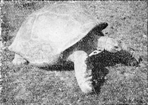 Giant Galapagos Tortoise, Tring Park