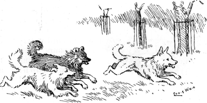 Esquimaux & Collie Dogs - drawing by Louis Wain