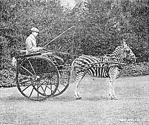 Burchell's Zebra in harness, Tring Park - Photo by Gambier Bolton, F.Z.S.