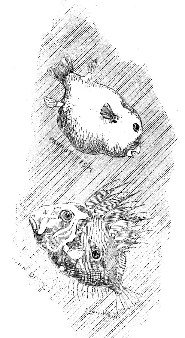 Parrot Fish & John Dory, Tring Museum - Drawing by Louis Wain