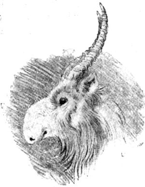 Saiga Antelope - Tring Museum - Drawing by Louis Wain