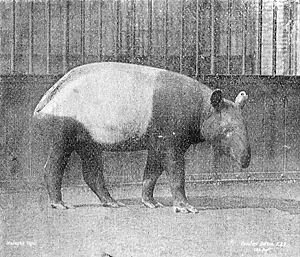 Malayan Tapier - Tring Park - Photo by Gamblier Boulton, F.Z.S.