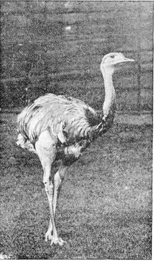 Rhea - Tring Park - Photo by Gambier Bolton, F.Z.S.