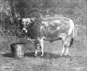 Dwarf Zebu Bull - Tring Park - Photo by Gambier Bolton, F.Z.S.