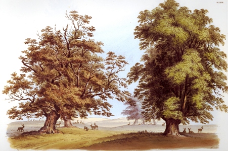 cassiobury-britton-oak-elm