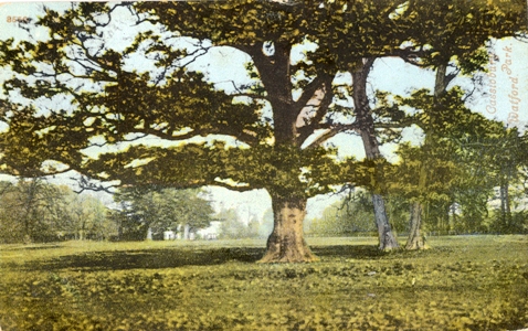 watford-cassio-park-tree