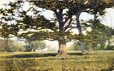 watford-cassio-park-tree