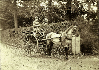 Horse & Trap taken by W H Croft of Watford circa 1900