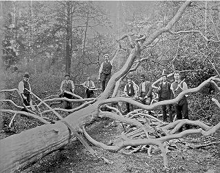 Fallen Tree, photograph by Jesse Landon, Watford, 1894