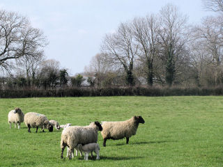 Wilstone Great Farm with lambs and black poplars. Larger images on Geograph